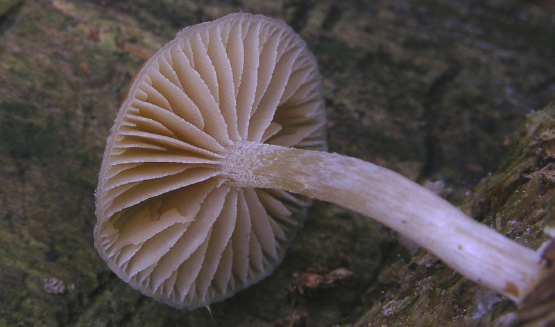 Galerina da determinare n0040(2007)